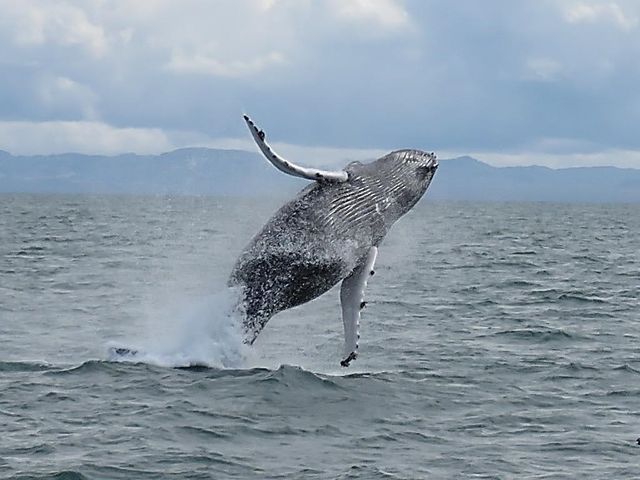 La fiaba delle balene