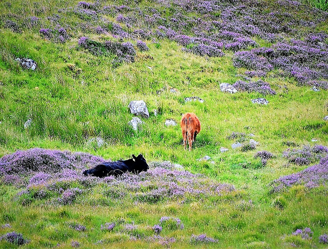 Highlands -mucche al pascolo