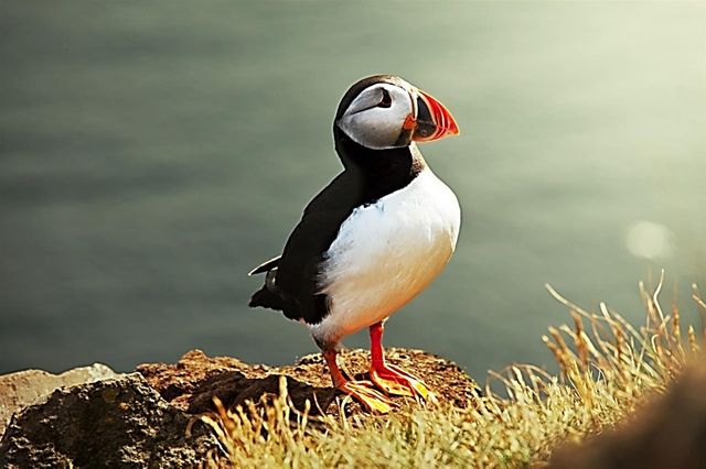 Un Puffin