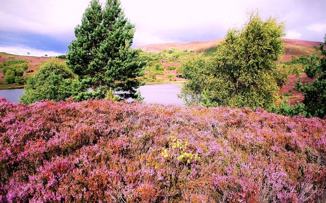 Highlands erica ovunque